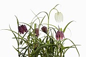 Snakes Head Fritillary, Fritillaria meleagris,  Purple and white flowers on stems growing in foliage, shown against a pure white background.