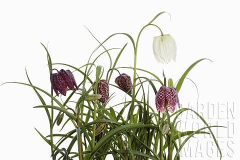 Snakes_Head_Fritillary_Fritillaria_meleagris__Purple_and_white_flowers_on_stems_growing_in_foliage_s