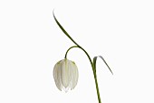 Snakes Head Fritillary, Fritillaria meleagris,  Single white flower on stem, shown against a pure white background.