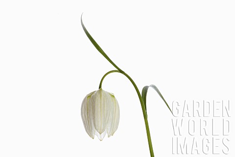 Snakes_Head_Fritillary_Fritillaria_meleagris__Single_white_flower_on_stem_shown_against_a_pure_white