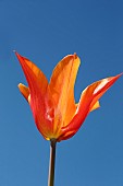 Tulip, Single orange flower an stem with blue sky background.