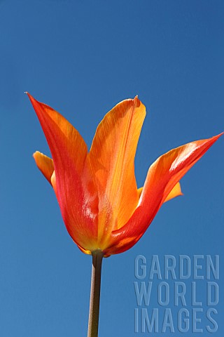 Tulip_Single_orange_flower_an_stem_with_blue_sky_background