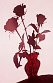 ROSES IN A VASE IN SILHOUETTE AGAINST A PINK WALL