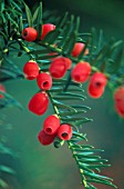 TAXUS BACCATA, YEW