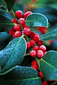 ILEX X ALTACLERENSIS, HOLLY