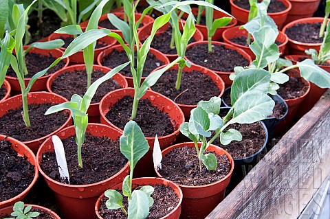 Young_vegetable_plants_in_pots_growing_under_cover_in_a_greenhouse_Cauliflower_Clapton_and_Sweetcorn