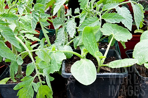 Young_Courgette_and_Tomato_Tigerella_plants_in_pots_growing_under_cover_in_a_greenhouse