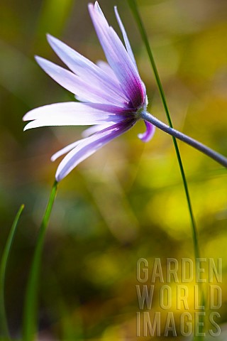 Anemone_Anemone_heldreichi_Hortensis_Side_view_of_mauve_coloured_flower_growing_outdoor