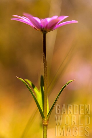 Anemone_Anemone_heldreichi_Hortensis_Side_view_of_mauve_coloured_flower_growing_outdoor