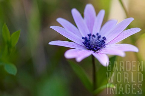 Anemone_Anemone_heldreichi_Hortensis_Side_view_of_mauve_coloured_flower_growing_outdoor_showing_stam