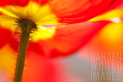 Poppy_Papaver_Close_up_of_red_coloured_flower_growing_outdoor