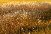Hay, Meadow field of golden grasses.