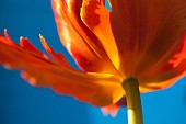 Tulip, Tulipa, Close up studio shot of orange coloured flower.