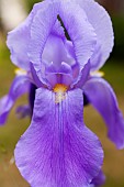 Iris, Close up of mauve coloured flower growing outdoor.
