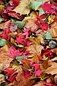 MIXED AUTUMN LEAVES