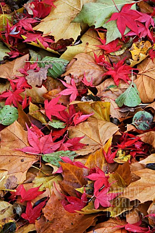 MIXED_AUTUMN_LEAVES