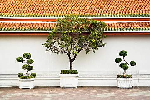 ORNAMENTAL_TREES_IN_CONTAINERS