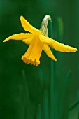 NARCISSUS ‘FEBRUARY GOLD’, NARCISSUS