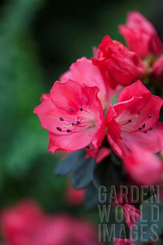 Azalea_Rhododendron_cultivar_Pink_flowers_growing_outdoor