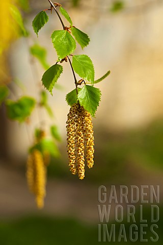 Birch_tree_Betula_cultivar_Yellow_flowers_growing_outdoor