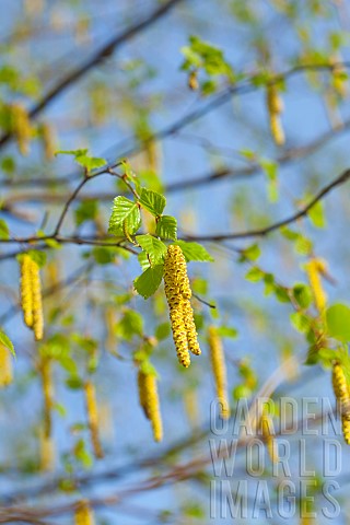 Birch_tree_Betula_cultivar_Yellow_flowers_growing_outdoor