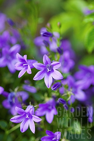 Blue_bellflowers_Campanula_carpatica_Purple_coloured_flowers_growing_outdoor