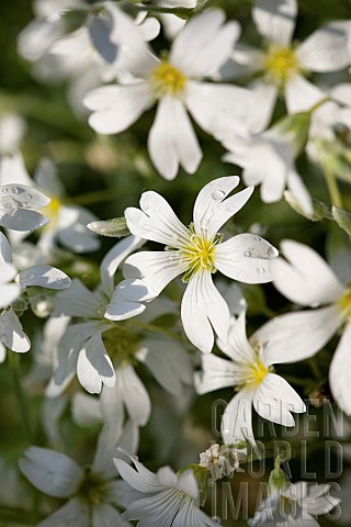 Snow_in_Summer_Cerastium_tomentosum_Mass_of_white_flowers_growing_outdoor