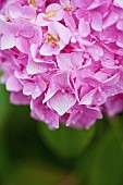 Hydrangea, Hortensia, Close up of pink coloured flower growing outdoor.