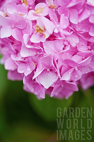 Hydrangea_Hortensia_Close_up_of_pink_coloured_flower_growing_outdoor