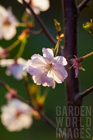 Cherry_Prunus_serrualta_Close_up_of_pink_flower_blossoms_growing_on_Japanese_Cherry_Tree_outdoor