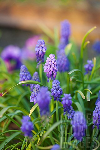 Grape_hyacinth_Muscari_Close_up_of__small_purple_coloured_flowers_growing_outdoor