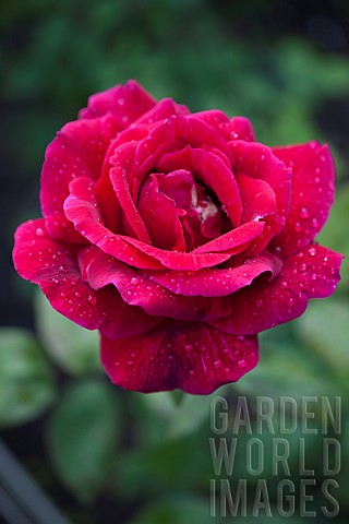 Rose_Rosa_Close_up_of_red_coloured_flower_growing_outdoor_showing_pattern_of_petals