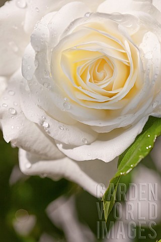 Rose_Rosa_Close_up_of_white_coloured_flower_growing_outdoor_showing_pattern_of_petals
