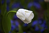 Tulip, Tulipa, Side view of white coloured flower growing outdoor.