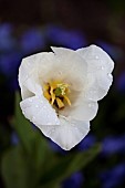 Tulip, Tulipa, Aerial view of white coloured flower growing outdoor showing stamen.