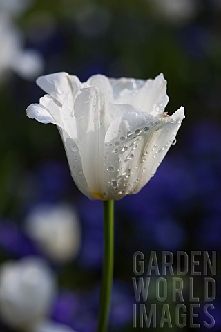 Tulip_Tulipa_Side_view_of_white_coloured_flower_growing_outdoor