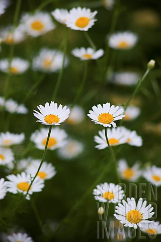 Daisy_Oxeye_daisy_Leucanthemum_vulgarem_Abundance_of_wild_white_coloured_flowers_growing_outdoor
