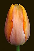 * 5441TulipaTulip - Didiers TulipTulipa x gesneriana