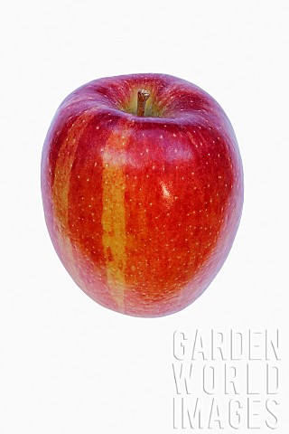 Apple_Malus_domestica_Braeburn_Studio_shot_of_red_fruit_against_white_background