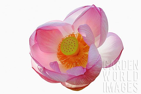 Lotus_Sacred_lotus_Nelumbo_nucifera_Close_up_of_pink_coloured_flower_cut_out_from_its_background