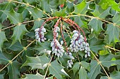 Mahonia, Beales barberry fruits, Mahonia bealei, Mass of mauve coloured fruit growing on the plant outdoor.