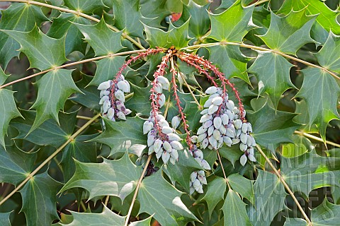 Mahonia_Beales_barberry_fruits_Mahonia_bealei_Mass_of_mauve_coloured_fruit_growing_on_the_plant_outd