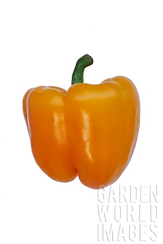 Pepper_Sweet_Pepper_Capsicum_annuum_Single_orange_coloured_Bell_pepper_shot_in_a_studio