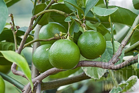 Bergamot_Citrus_bergamia_Hybrid_of_Citrus_limetta_and_Citrus_aurantium_growing_outdoor