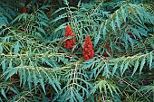 Sumac, Cut-leaf staghorn sumac, Rhus tpphina, Plant with red berries growing oputdoor.