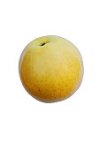 Apple, Golden Delicious apple, Malus domestica Golden Delicious, Studio shot of single yellow coloured fruit.