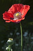 Poppy, Opium poppy, Papaver somniferum, Single red coloured flower growing outdoor.
