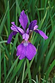 Iris, Siberian Flag, Iris sibirica, Single purple coloured flower growing outdoor in field of grass.