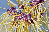 Witch hazel, Hamamelis cultivar, Close up detail of yellow coloured plant growing outdoor.