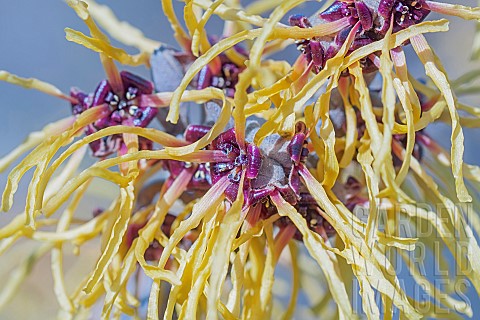 Witch_hazel_Hamamelis_cultivar_Close_up_detail_of_yellow_coloured_plant_growing_outdoor